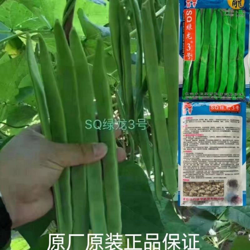 绿龙3号扁豆种子四季豆扁条架豆菜豆种籽早熟无筋豆种
