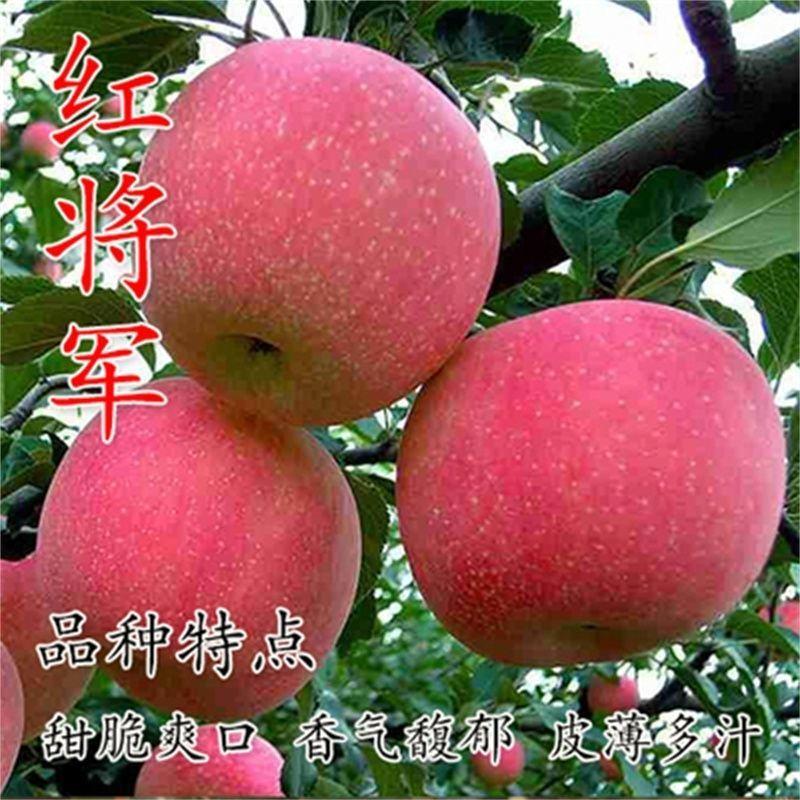 嫁接苹果树苗红将军苹果苗盆栽地栽南方北方种植当年结果苹果