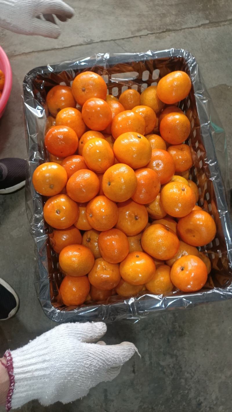 广西桂林荔浦砂糖橘当地合作社直发直接上车致电有优惠