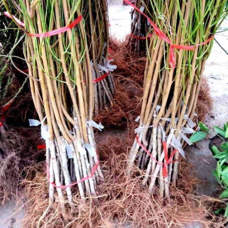 新品种桃树嫁接苗南方北方种植特大突围桃树苗早熟桃树苗当年