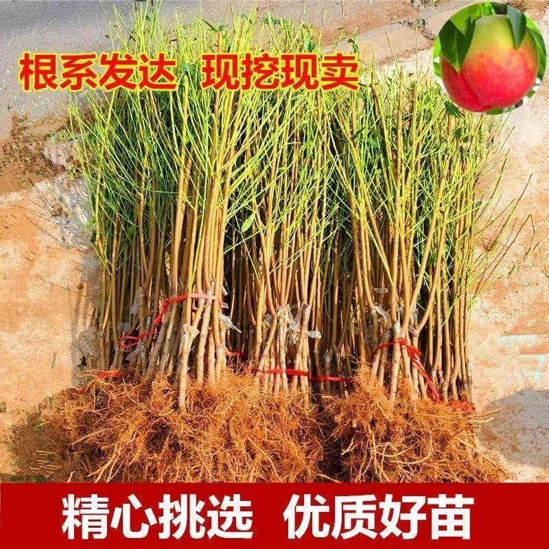 正宗嫁接桃树苗新品种特大中华血桃树苗巨甜南方北方种植当年