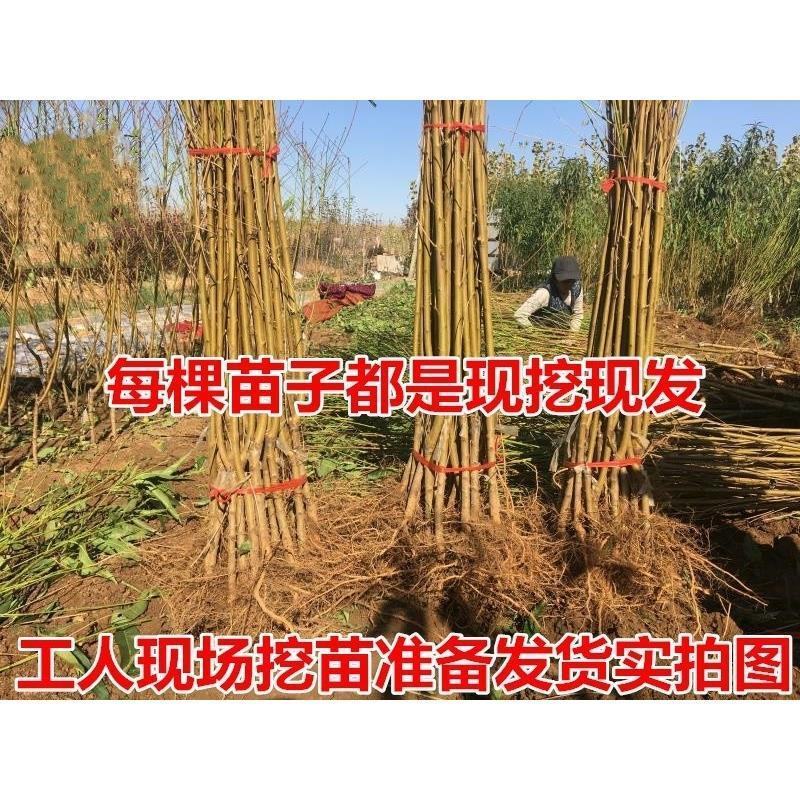 特大六月脆桃树苗嫁接耐寒南北方种植盆栽地栽当年结果正宗果