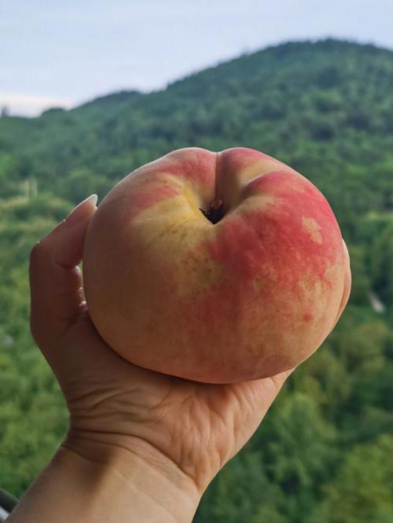 特大六月脆桃树苗嫁接耐寒南北方种植盆栽地栽当年结果正宗果