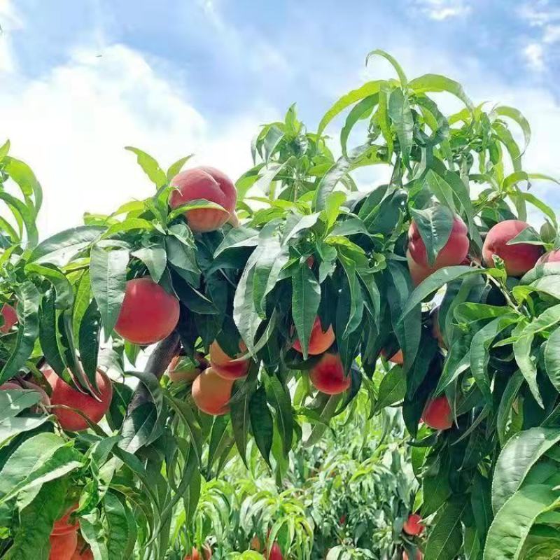 特大六月脆桃树苗嫁接耐寒南北方种植盆栽地栽当年结果正宗果