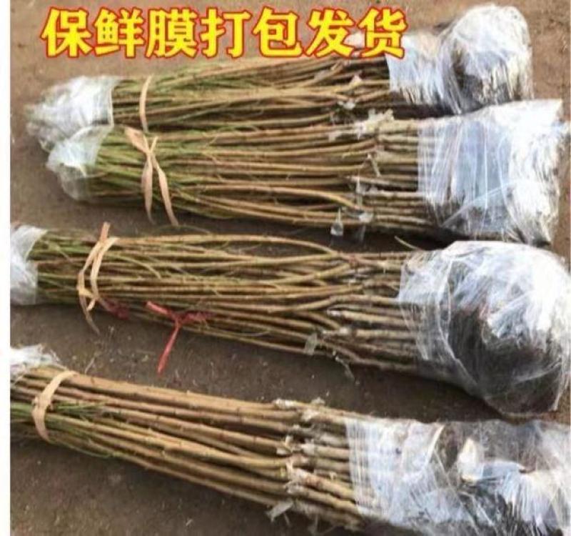 特大六月脆桃树苗嫁接耐寒南北方种植盆栽地栽当年结果正宗果