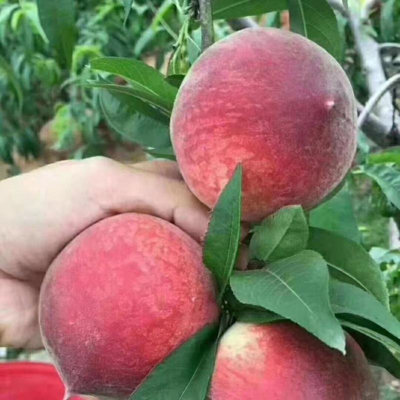特大六月脆桃树苗嫁接耐寒南北方种植盆栽地栽当年结果正宗果