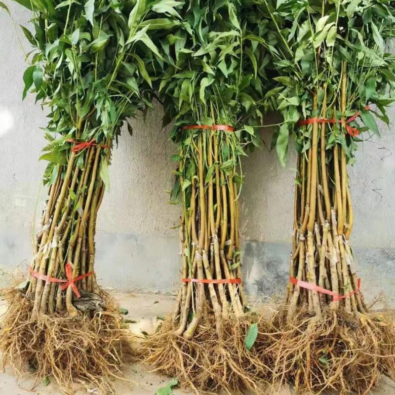 特大六月脆桃树苗嫁接耐寒南北方种植盆栽地栽当年结果正宗果
