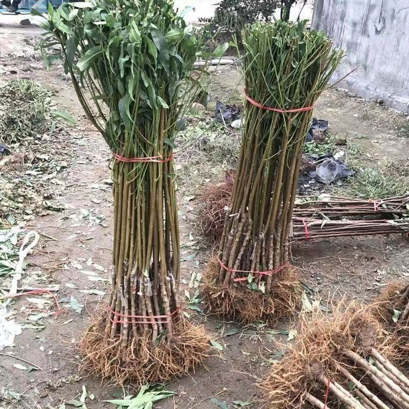 特大六月脆桃树苗嫁接耐寒南北方种植盆栽地栽当年结果正宗果