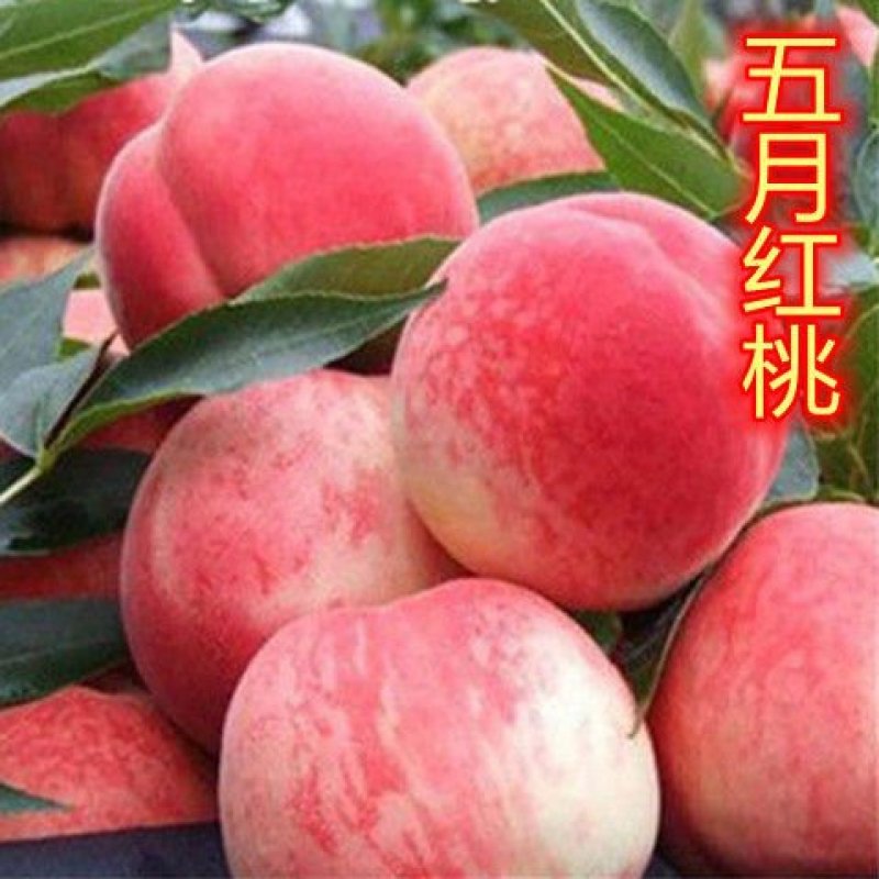 嫁接五月红桃树苗南方北方种植脆甜桃当年结果庭院盆栽地栽桃