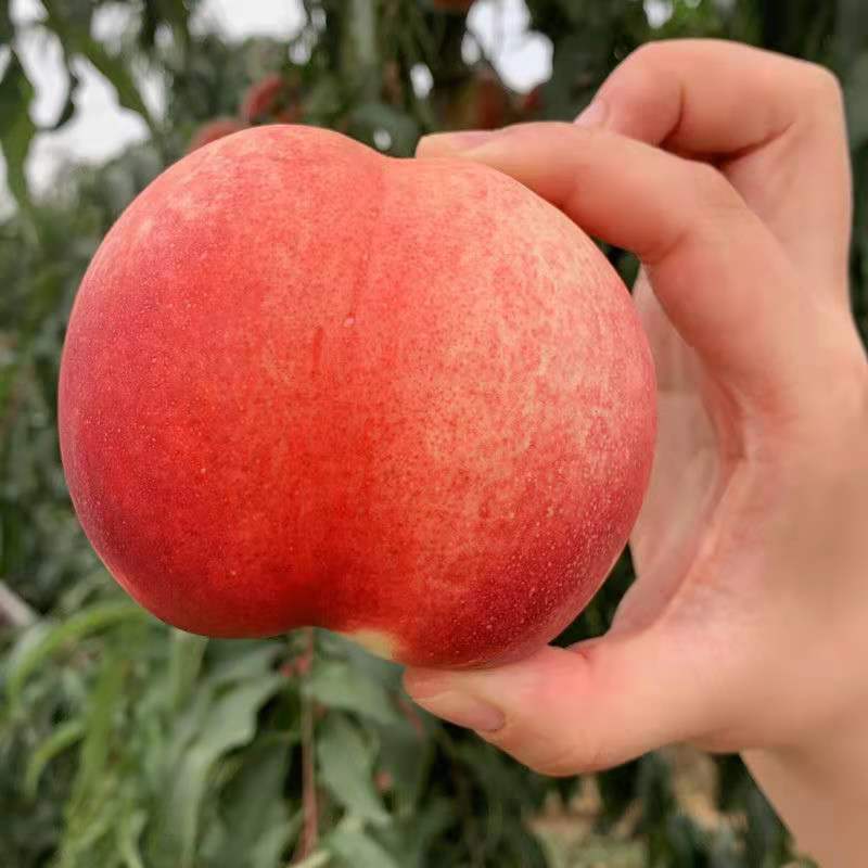嫁接五月红桃树苗南方北方种植脆甜桃当年结果庭院盆栽地栽桃