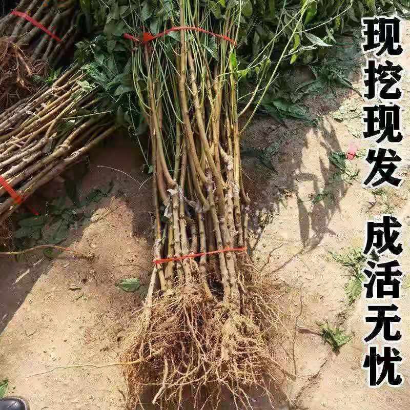 嫁接五月红桃树苗南方北方种植脆甜桃当年结果庭院盆栽地栽桃