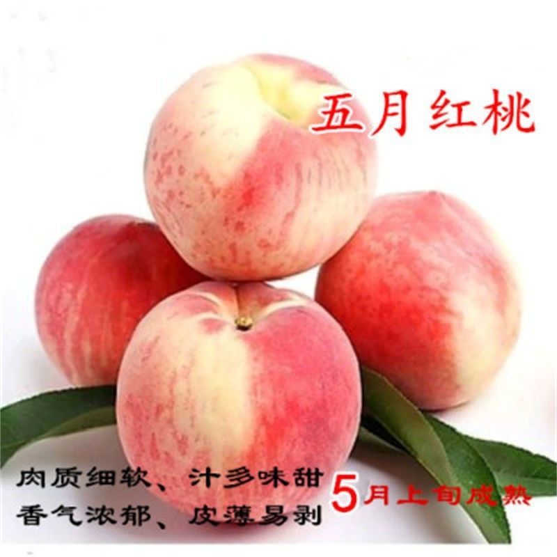 嫁接五月红桃树苗南方北方种植脆甜桃当年结果庭院盆栽地栽桃