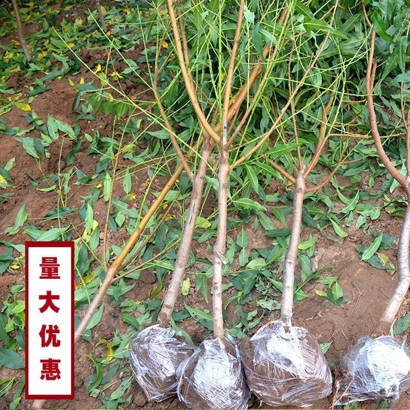 嫁接五月红桃树苗南方北方种植脆甜桃当年结果庭院盆栽地栽桃