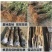 嫁接五月红桃树苗南方北方种植脆甜桃当年结果庭院盆栽地栽桃