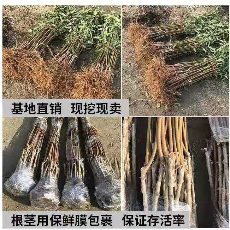 嫁接五月红桃树苗南方北方种植脆甜桃当年结果庭院盆栽地栽桃