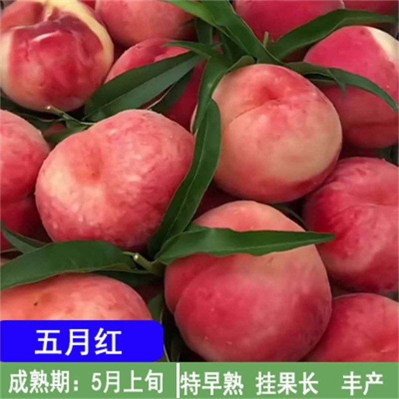 嫁接五月红桃树苗南方北方种植脆甜桃当年结果庭院盆栽地栽桃