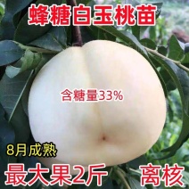 新品种嫁接苗特大耐寒桃树苗蜂糖白玉桃苗南方北方种植当年结