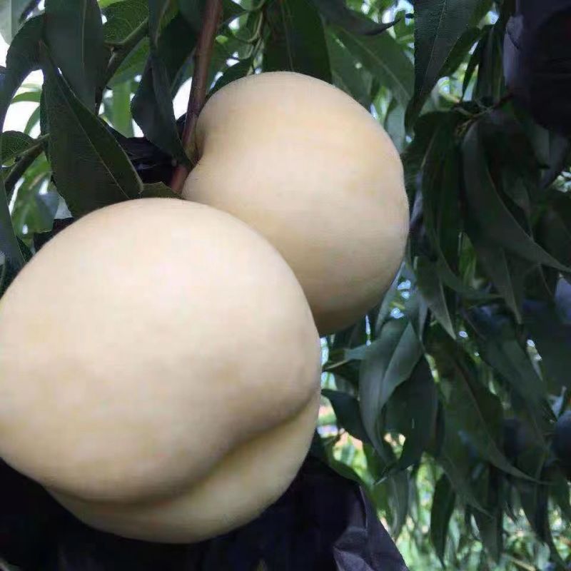 新品种嫁接苗特大耐寒桃树苗蜂糖白玉桃苗南方北方种植当年结