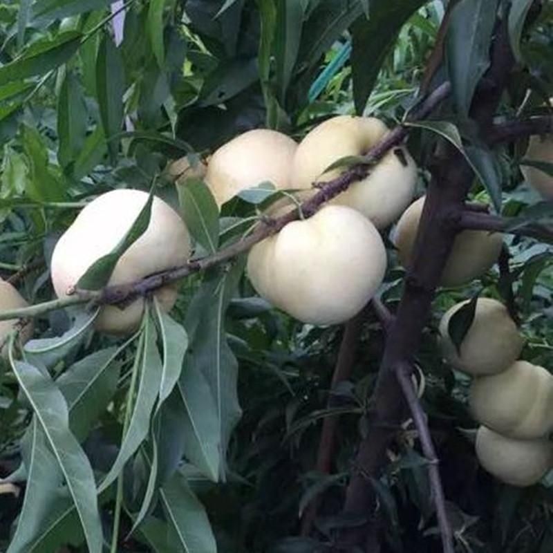 新品种嫁接苗特大耐寒桃树苗蜂糖白玉桃苗南方北方种植当年结