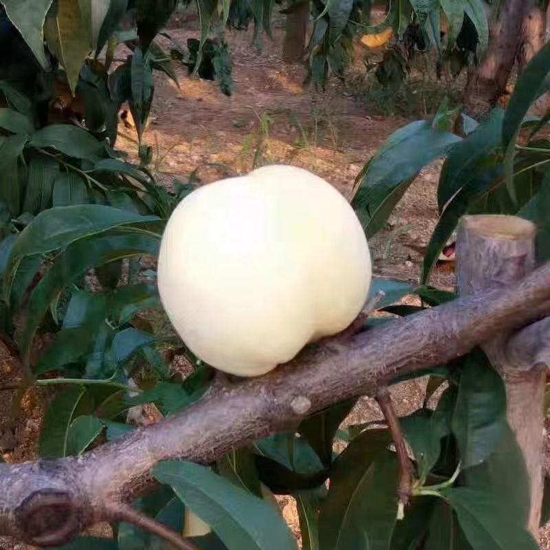 新品种嫁接苗特大耐寒桃树苗蜂糖白玉桃苗南方北方种植当年结