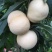 新品种嫁接苗特大耐寒桃树苗蜂糖白玉桃苗南方北方种植当年结