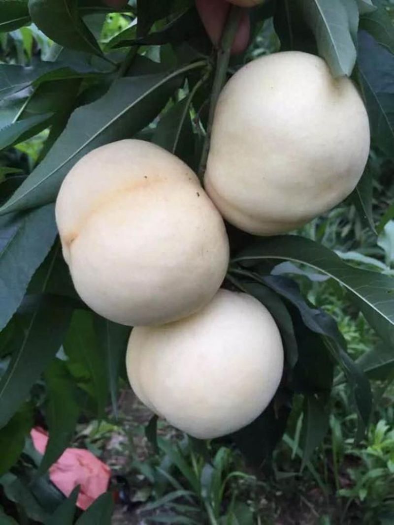 新品种嫁接苗特大耐寒桃树苗蜂糖白玉桃苗南方北方种植当年结