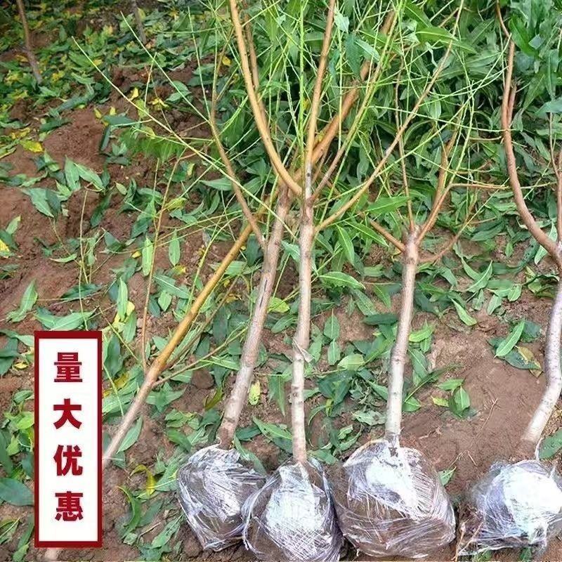 新品种嫁接苗特大耐寒桃树苗蜂糖白玉桃苗南方北方种植当年结
