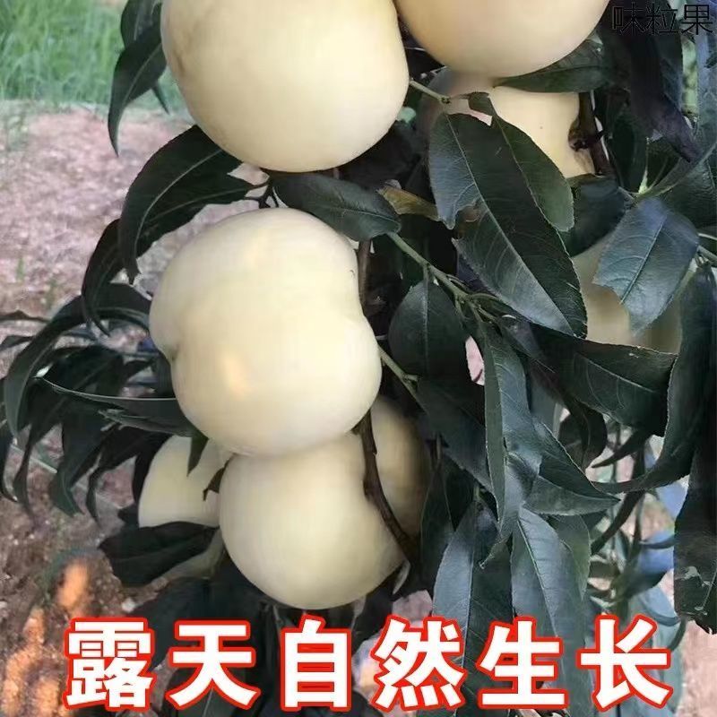 新品种嫁接苗特大耐寒桃树苗蜂糖白玉桃苗南方北方种植当年结