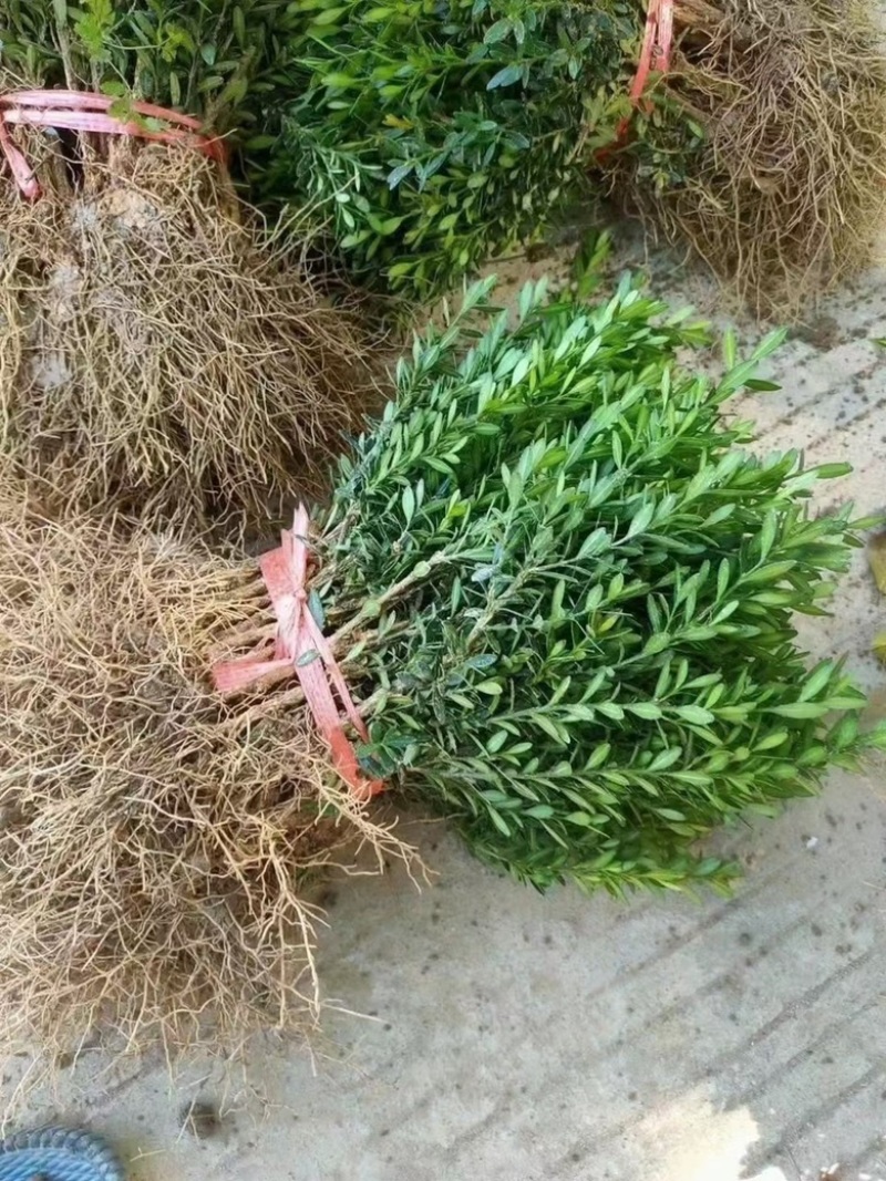 皱皮雀舍两年苗100颗起160包邮，喜欢的联系我