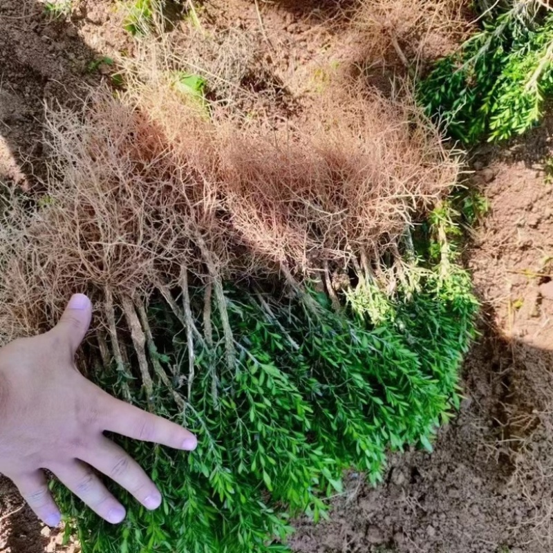 皱皮雀舍两年苗100颗起160包邮，喜欢的联系我