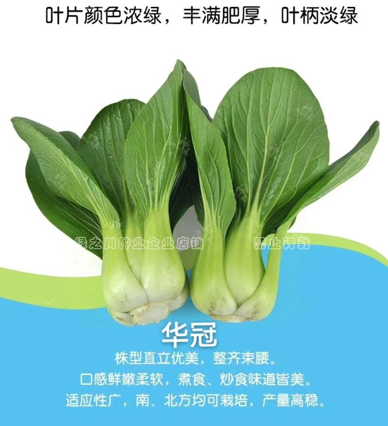 华冠青梗菜种子杂交一代早熟，速生，耐热耐寒抗病小青菜种子