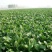 大叶波菜山东波菜精品大叶波菜大量上市质量好价格低