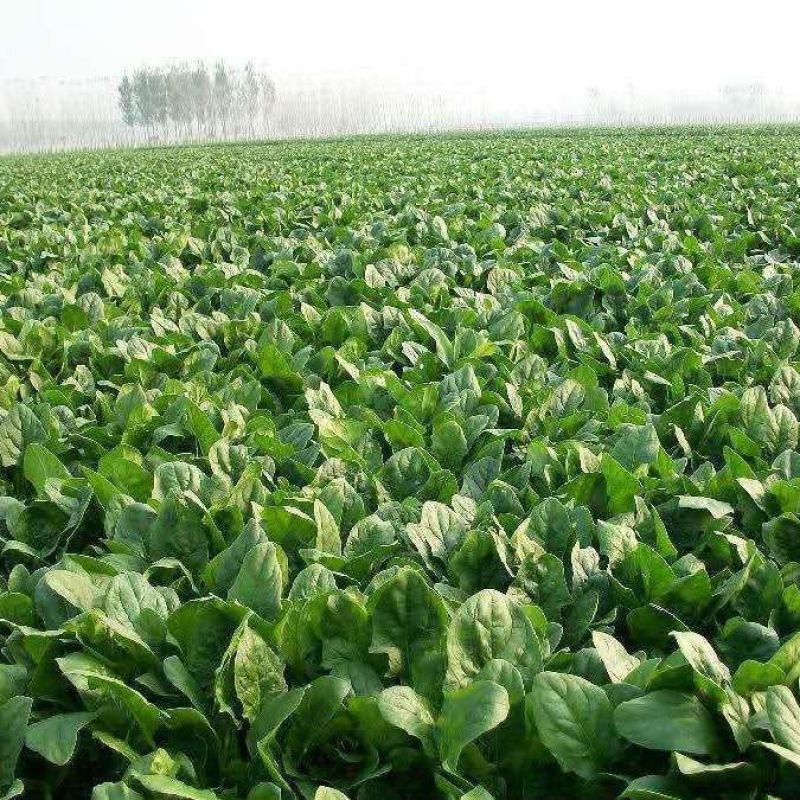 大叶波菜山东波菜精品大叶波菜大量上市质量好价格低