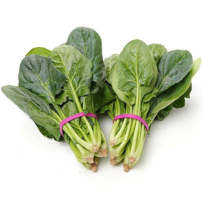 大叶波菜山东波菜精品大叶波菜大量上市质量好价格低