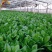大叶波菜山东波菜精品大叶波菜大量上市质量好价格低