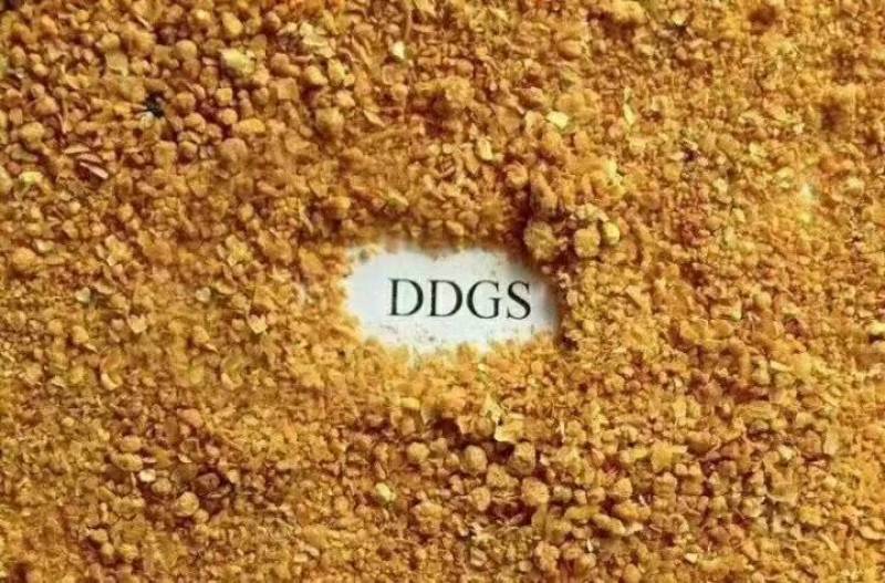 玉米酒糟DDGS