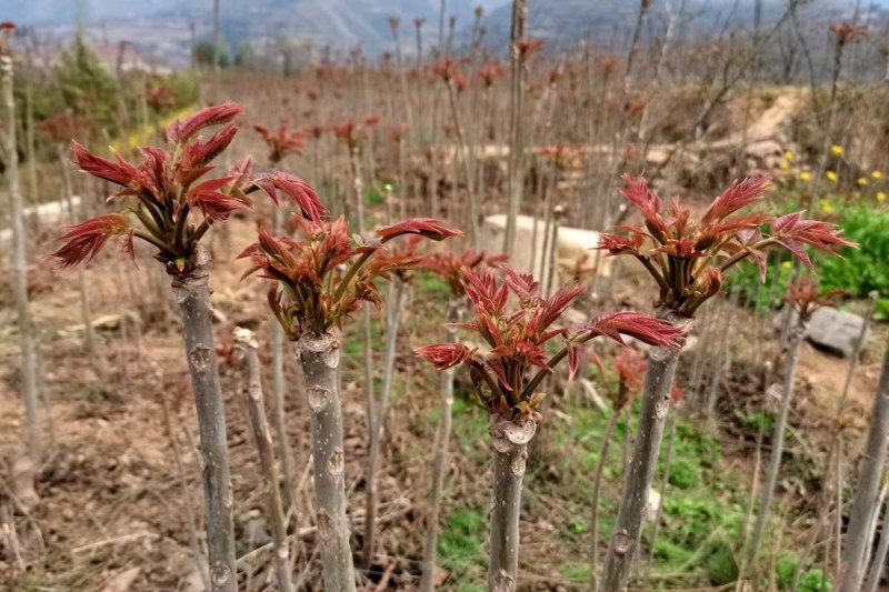 山东省，新鲜香椿芽批发基地欢迎新老客户前来选购。