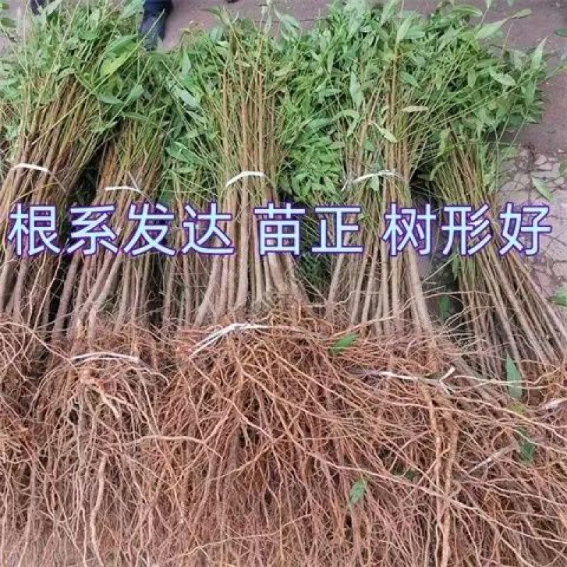 嫁接桃树苗新品种南方北方种植正宗阳山水蜜桃树苗盆栽地栽果