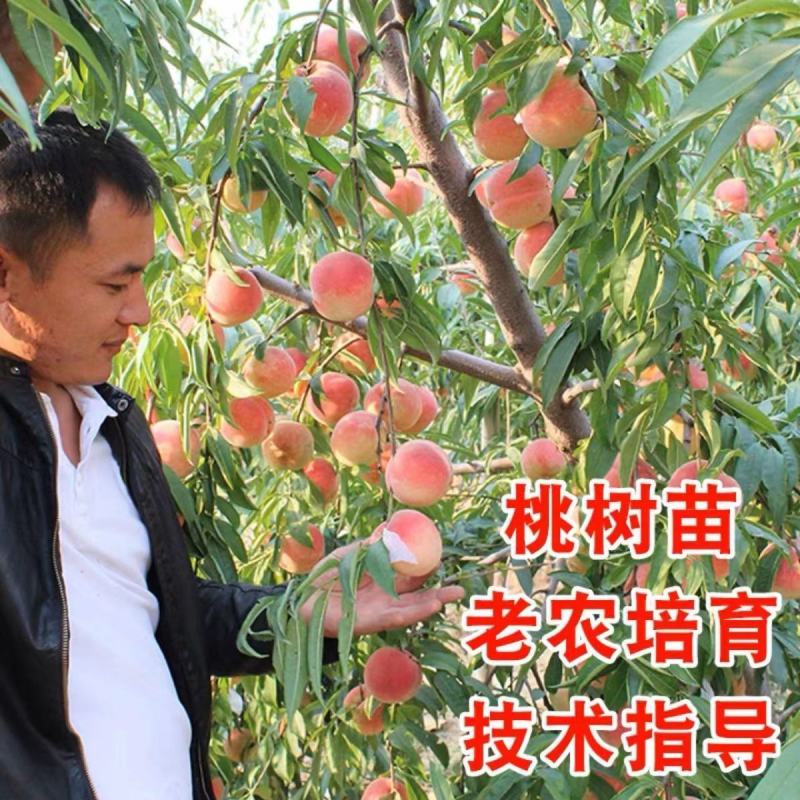 嫁接桃树苗新品种南方北方种植正宗阳山水蜜桃树苗盆栽地栽果