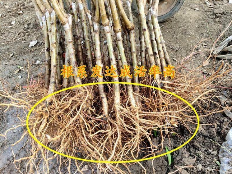 嫁接桃树苗新品种南方北方种植正宗阳山水蜜桃树苗盆栽地栽果