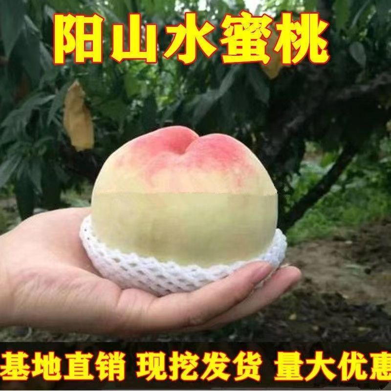 嫁接桃树苗新品种南方北方种植正宗阳山水蜜桃树苗盆栽地栽果