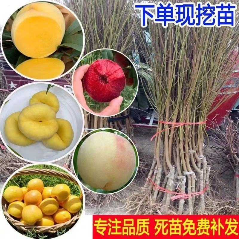 嫁接桃树苗新品种南方北方种植正宗阳山水蜜桃树苗盆栽地栽果