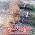 嫁接桃树苗新品种南方北方种植正宗阳山水蜜桃树苗盆栽地栽果
