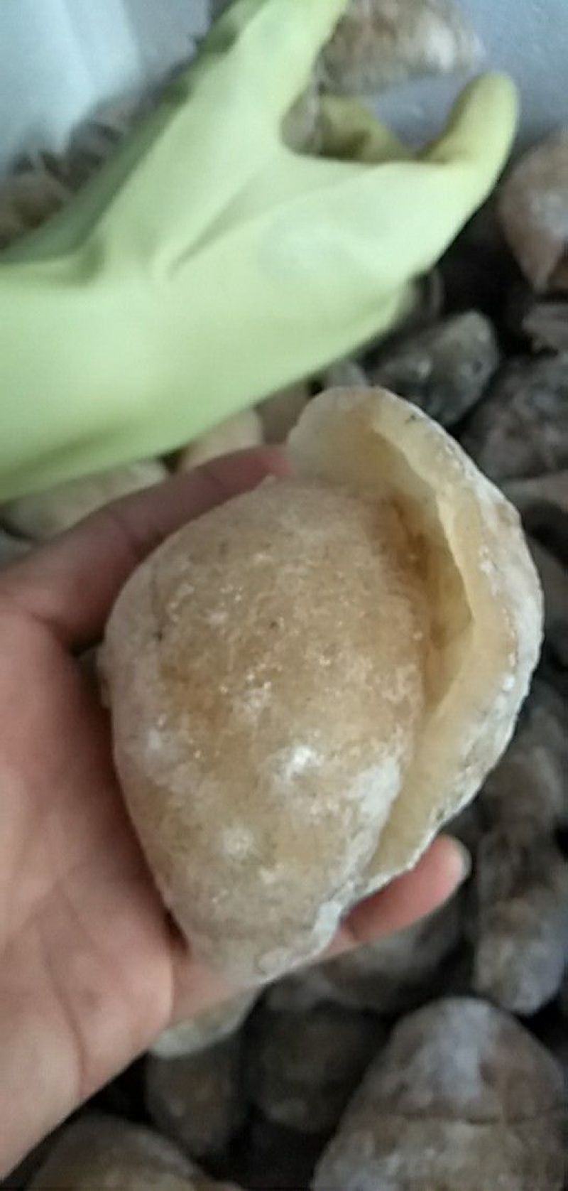 球参，也叫珍珠球，适合酒店，酒楼，大排档出品，口感爽脆