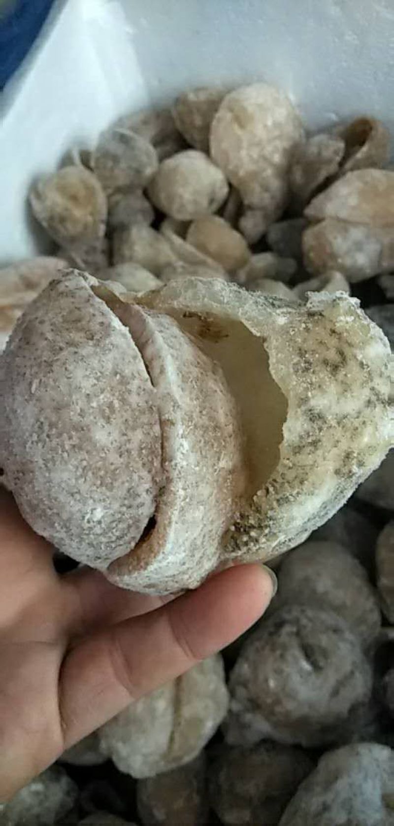 球参，也叫珍珠球，适合酒店，酒楼，大排档出品，口感爽脆