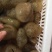 球参，也叫珍珠球，适合酒店，酒楼，大排档出品，口感爽脆