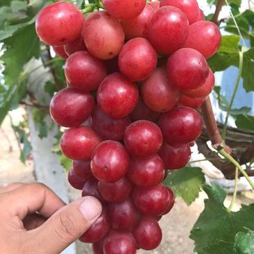 中国红玫瑰葡萄苗盖世无籽葡萄亩产三吨含糖量20一23%