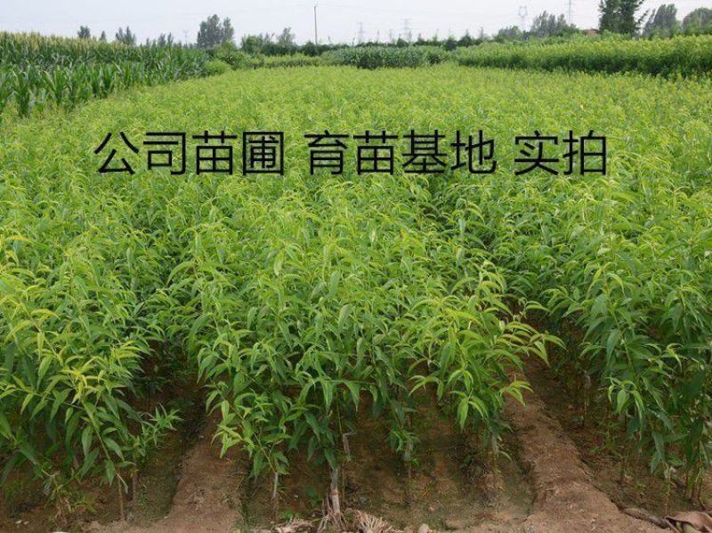 新品种特大超甜嫁接黑桃皇后桃树苗果树苗大黄桃树苗南方北方