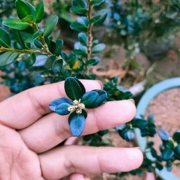 龙鳞黑珍珠黄杨100颗200米包邮喜欢的联系我