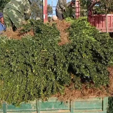 大叶黄杨绿篱，自家苗圃，基地直发，诚信苗木人，全国发货，